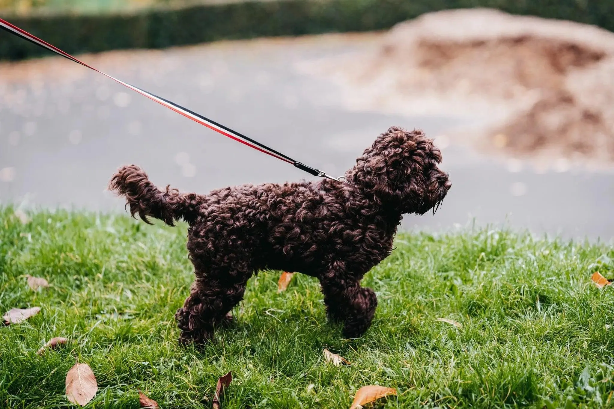 Bentley Collar & Leash Set
